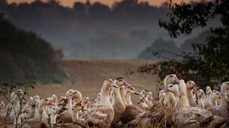 Prenez le temps de vous laisser guider par la gastronomie landaise
